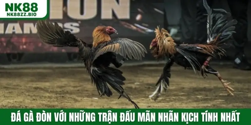 Đá gà đòn với những trận đấu mãn nhãn kịch tính nhất