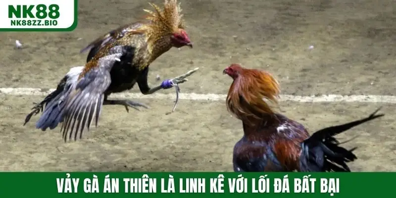 Vảy gà án thiên là linh kê với lối đá bất bại